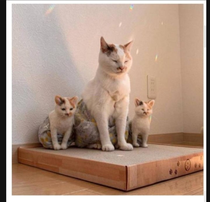 이 정도면 세쌍둥이 아니냐구 | 인스티즈