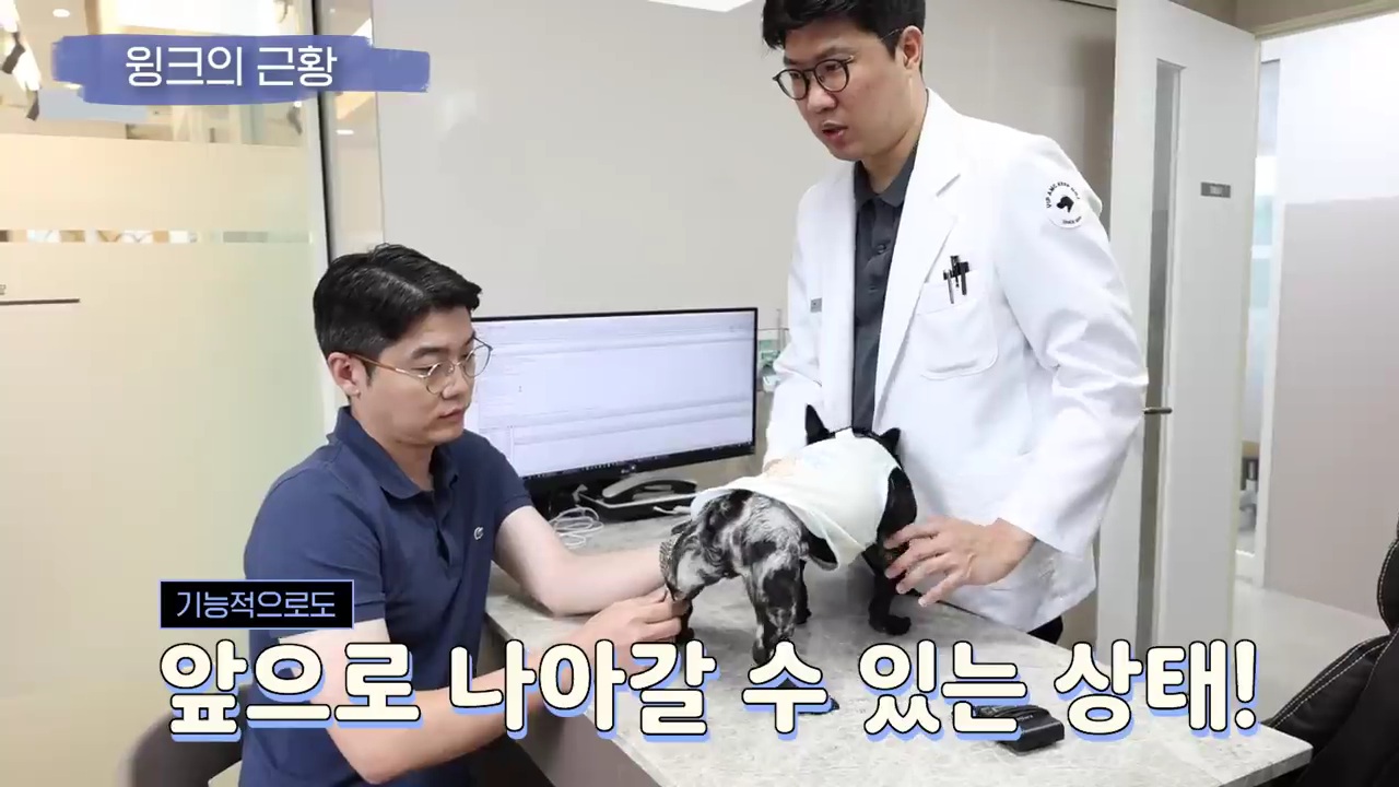 교통사고난 유기견 입양한 설채현 수의사 그리고 윙크 근황😉 | 인스티즈