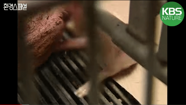 태어나자마자 바쁜 아기 돼지 (혐오주의) | 인스티즈