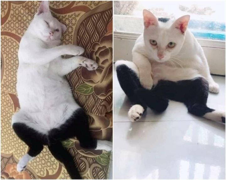 바지 입다가 귀찮아서 그냥 태어난 고양이.twt | 인스티즈