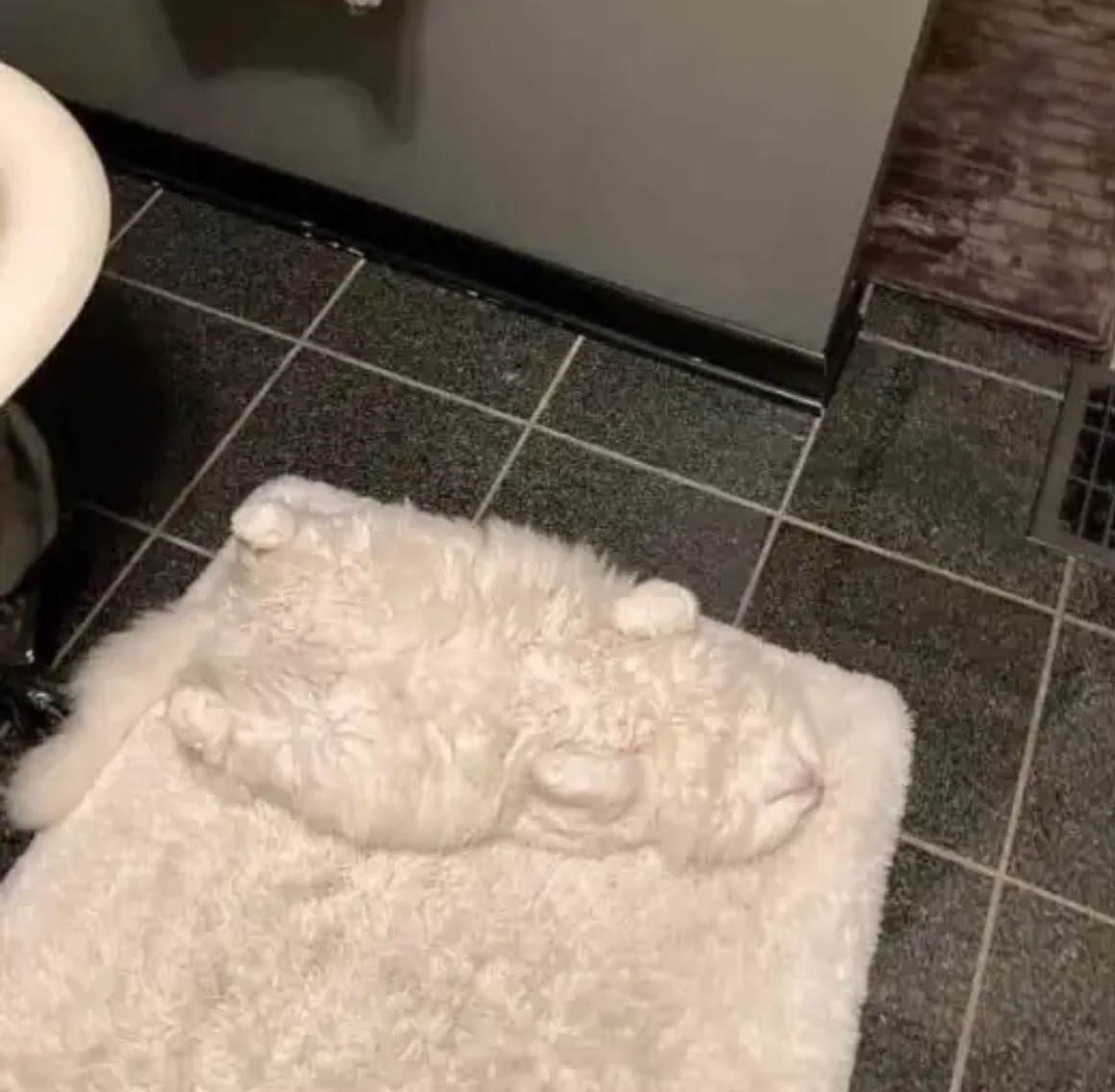 고양이가 없어져서 찾았더니.jpg | 인스티즈