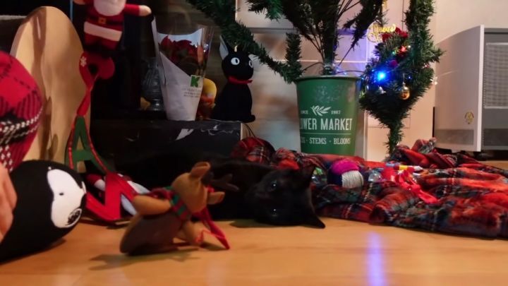 박수홍이 키우는 고양이 모질 | 인스티즈