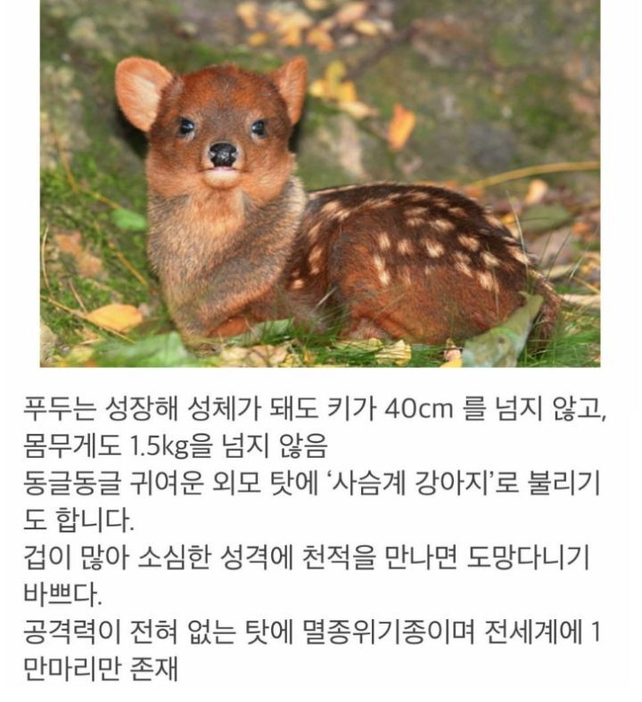 아기사슴으로 오해받는 멸종위기종 푸두.jpg | 인스티즈
