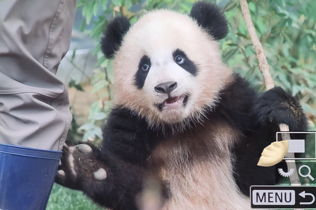 판다월드 반장선거에 나간 루이바오 🐼 | 인스티즈