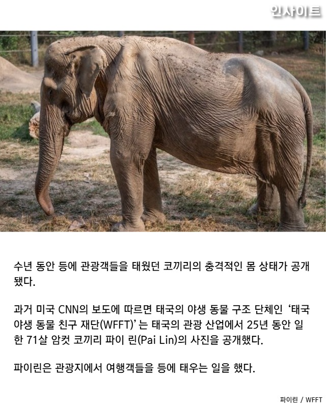 '한번에 6명' 25년간 관광객들 태우다 '척추' 휘어버린 코끼리 | 인스티즈