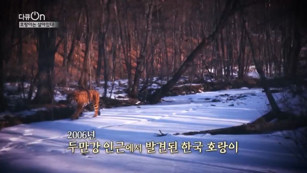'절멸'의 '한국 호랑이'. 🐅 그 100년간의 이야기. -마지막- | 인스티즈