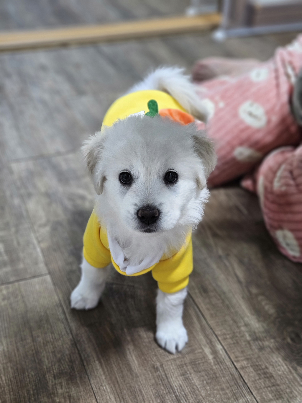 🐶입양홍보🐶 뭐? 순하고 밥잘먹는데 사람좋아하고 예쁘기까지한 강쥐들이 있다고? | 인스티즈