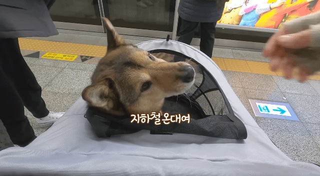 댕카 타고 지하철 타는 댕댕이.gif | 인스티즈
