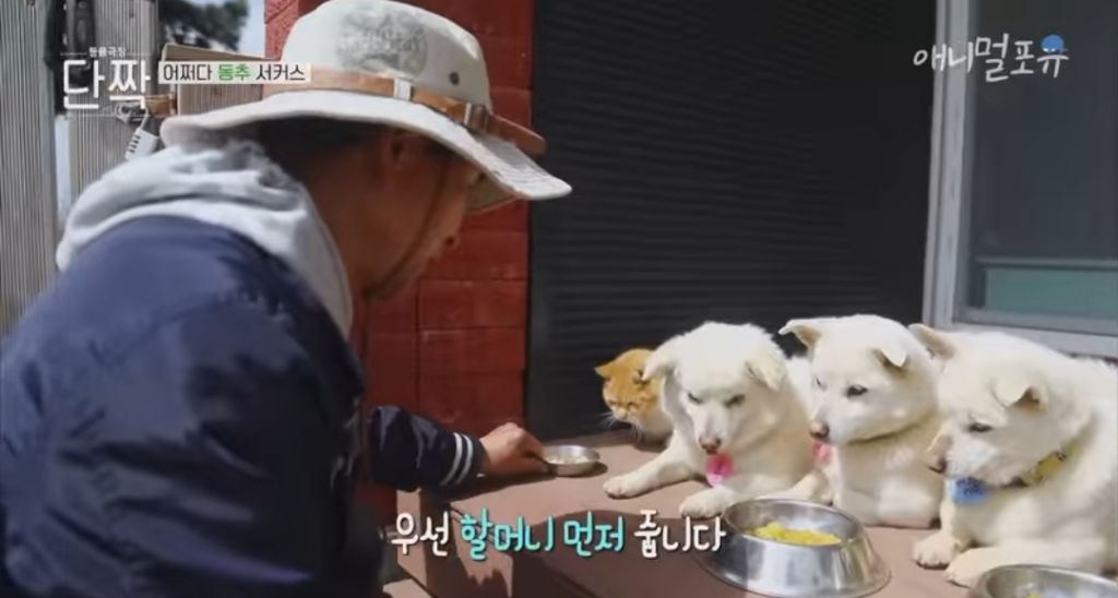 겁나 재밌게 사는 할아버지와 냥댕이들ㅋㅋㅋ.gif | 인스티즈