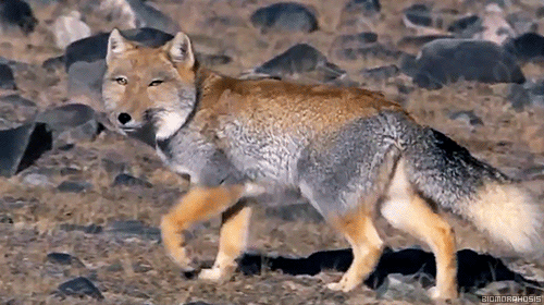 티벳여우 움직이는거 볼사람?🦊 | 인스티즈