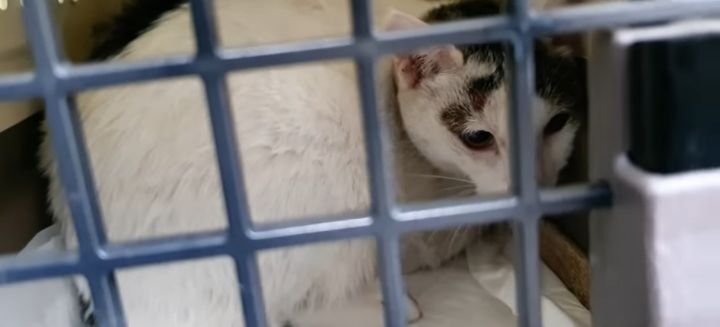 길고양이를 함부로 길들이면 안되는 이유..jpg | 인스티즈