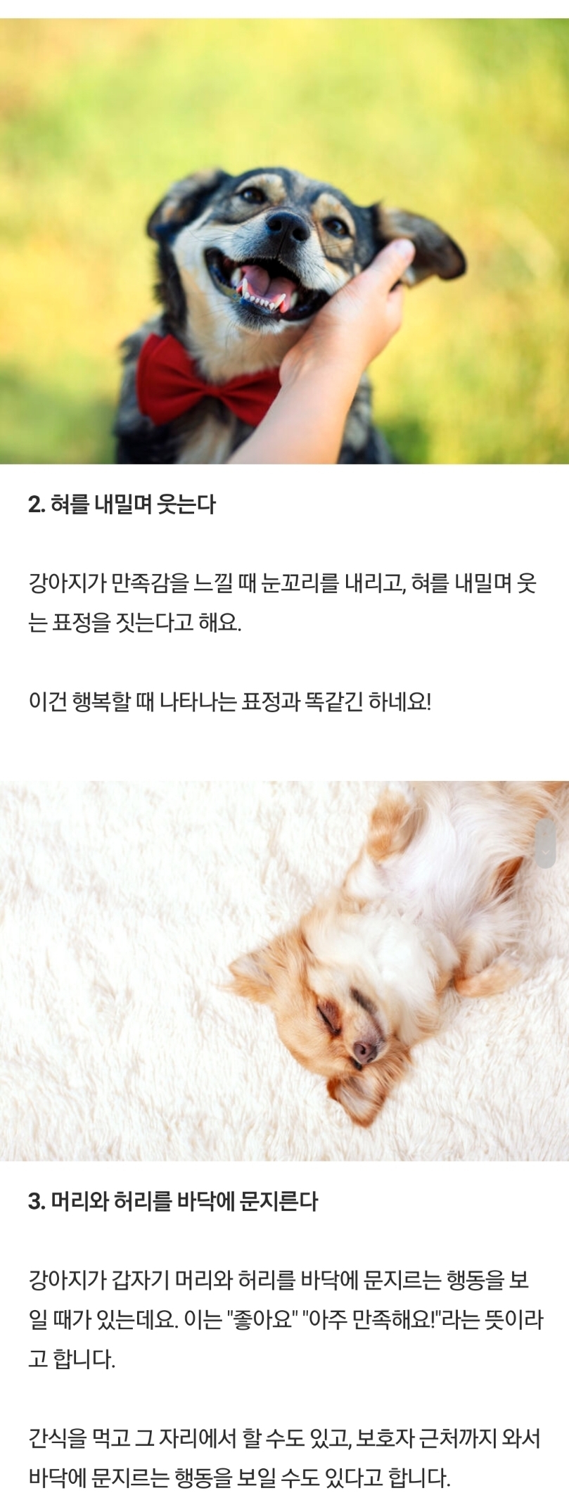 강아지가 만족했을 때 보내는 신호 | 인스티즈
