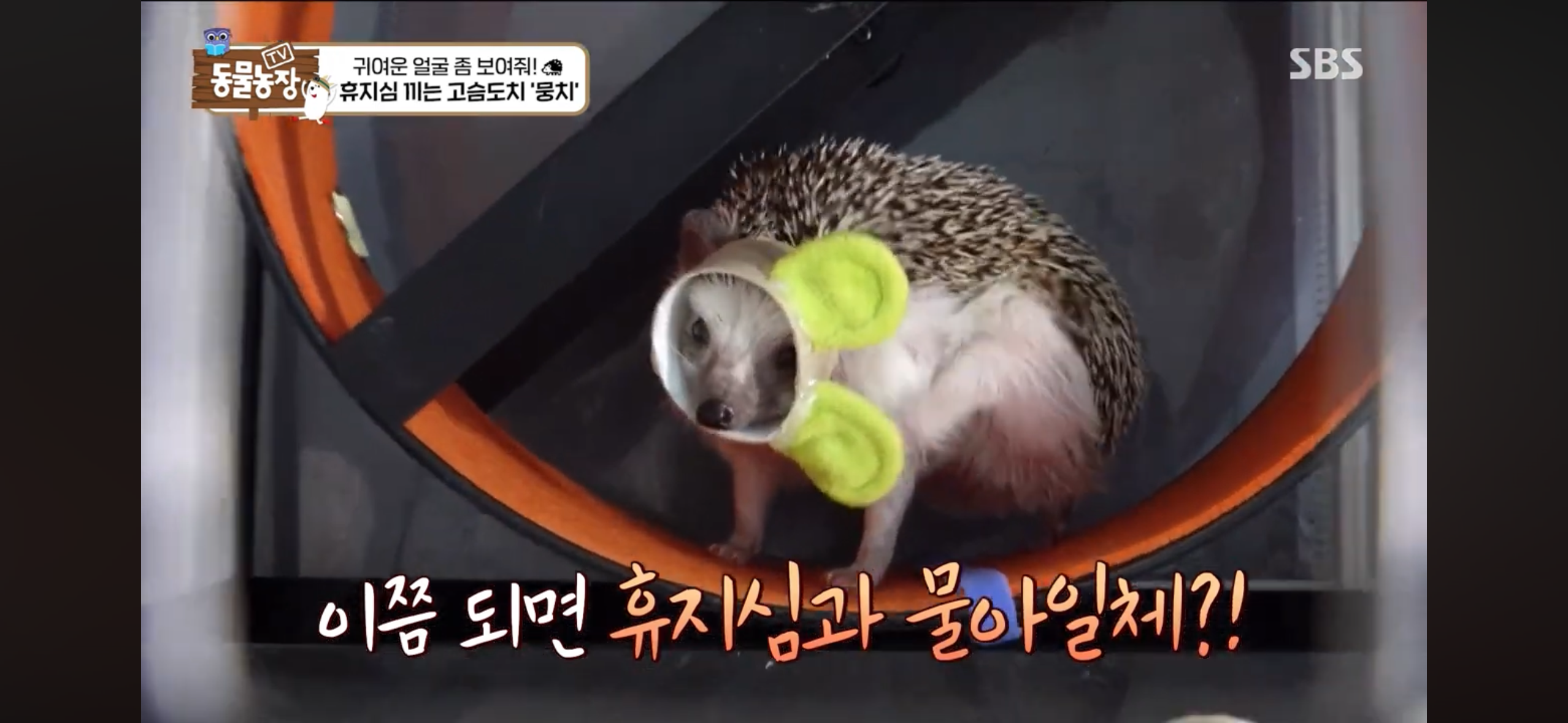 따봉고슴도치 휴지심 좋아도치 | 인스티즈