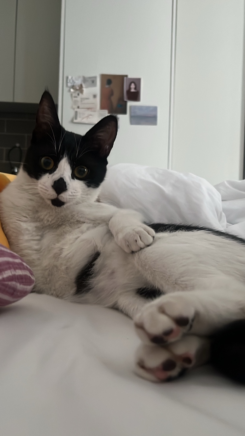 [입양홍보] 혹r률 ✮100➠✥✹프로 7H냥ㅇ1 홗➦정♘ ➜✾ 뽑ㄱ1¿불필요♟ | 인스티즈