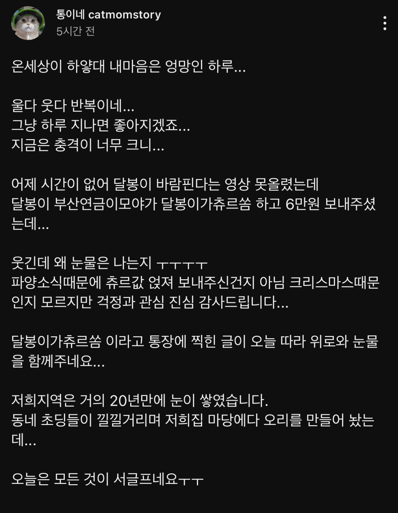 구조된 고양이가 입양갔는데 사람을 너무 잘 따른다는 이유로 파양됨 | 인스티즈
