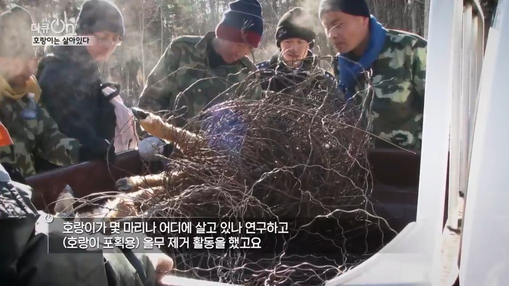 '절멸'의 '한국 호랑이'. 🐅 그 100년간의 이야기. -마지막- | 인스티즈