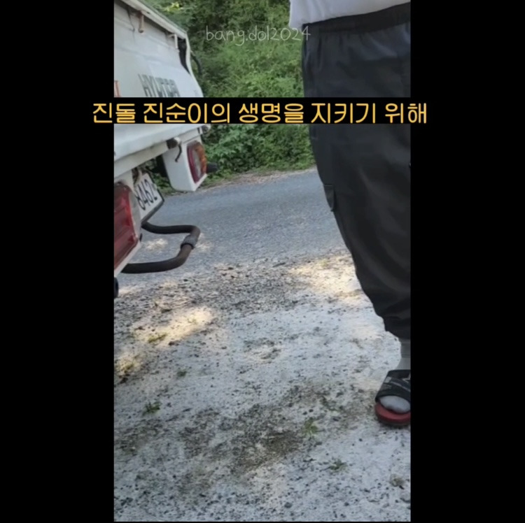 [입양홍보] 개장수에게 팔렸다 되찾아온 방치견 진순이·진돌이, 평생 가족을 찾아요! (부산/울산/전국) | 인스티즈