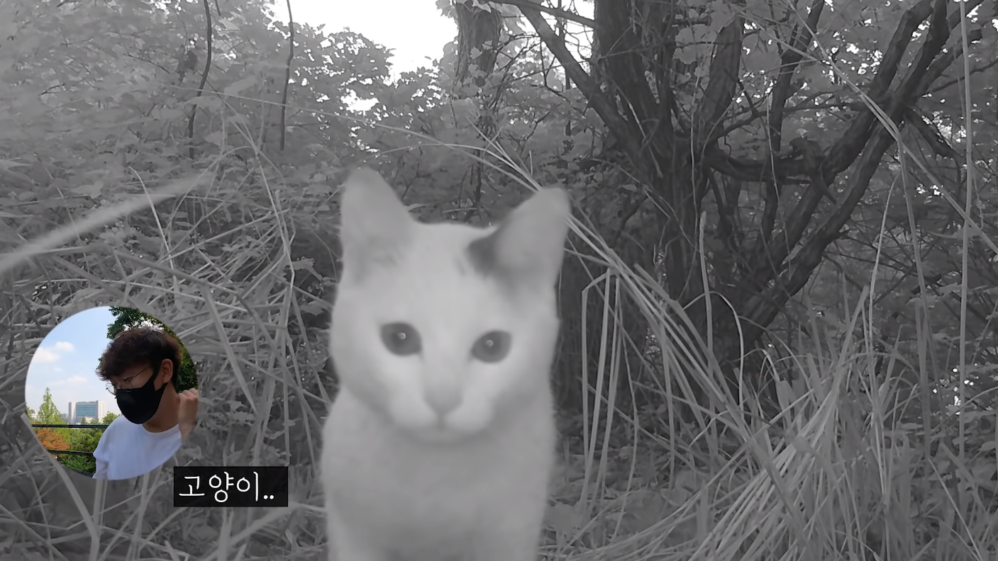 60일간의 방치한 카메라에 찍힌 산 속 동물들 | 인스티즈