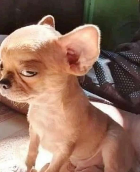 강아지 이름이 제리인이유 | 인스티즈