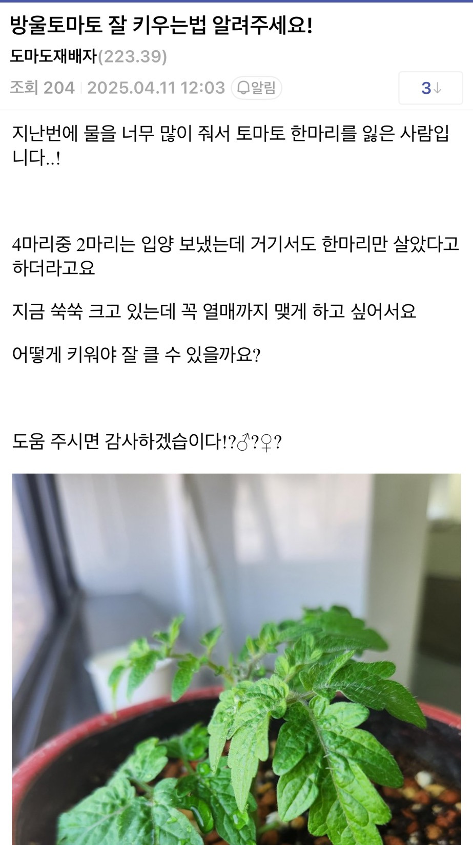 회사에서 다이소 방울토마토 키우기 | 인스티즈