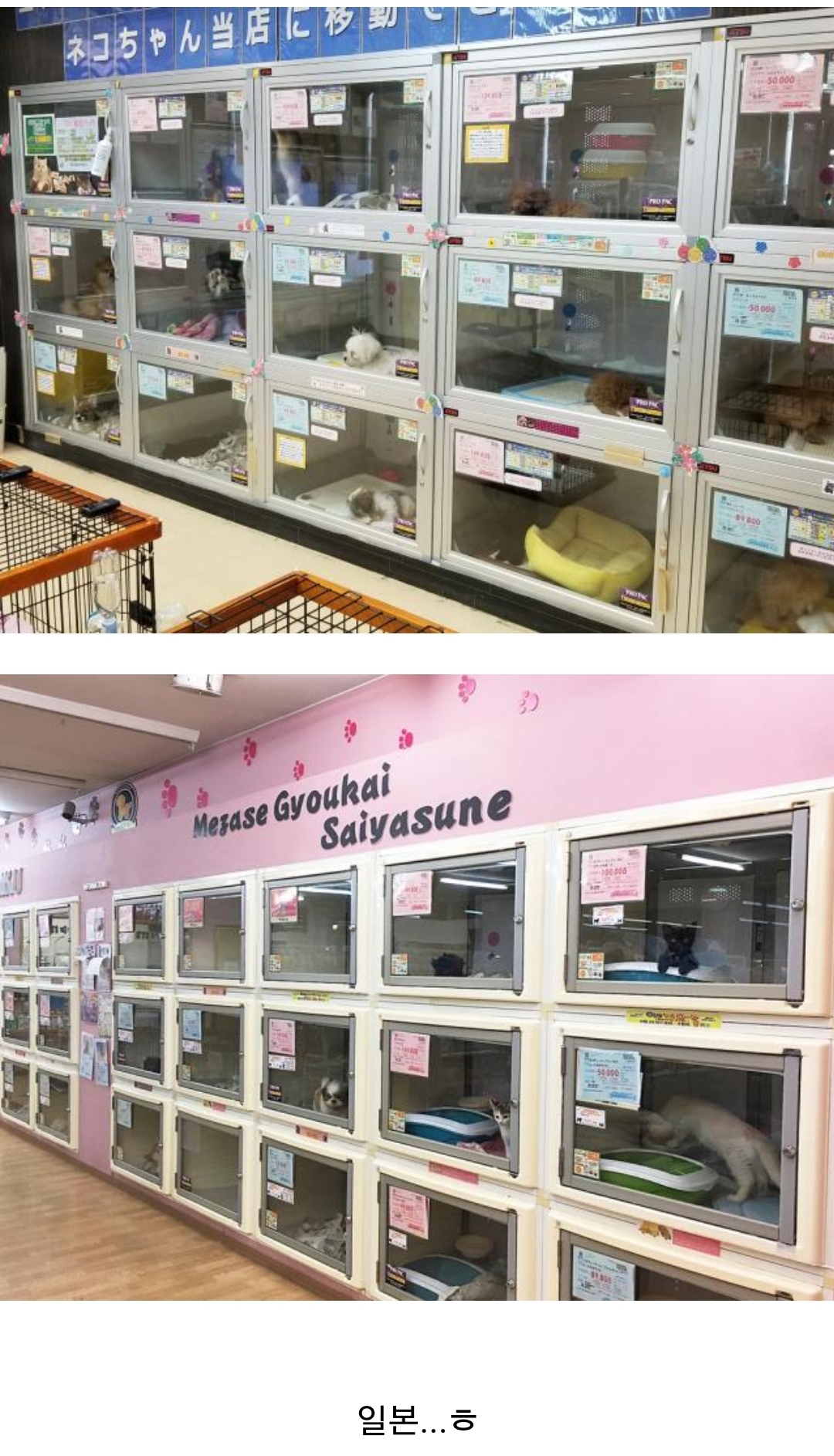 우리나라 펫샵 문화가 어디에서 왔는지 알고 있어? | 인스티즈