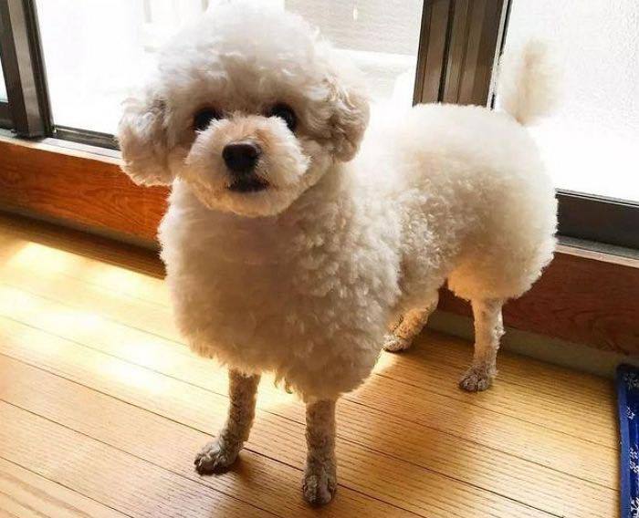 미용실 보냈는데 푸들이 실종되고 아기양으로 돌아왔습니다... | 인스티즈