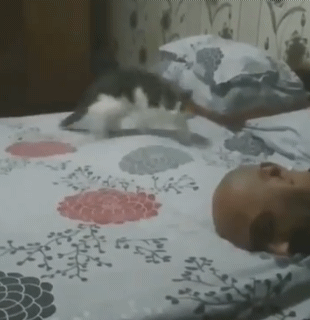 대머리가 신기한 고양이 | 인스티즈