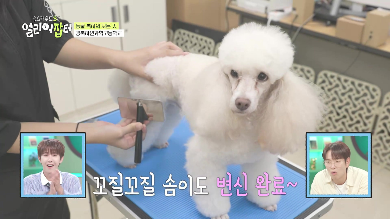 반려동물 키우는 사람들한테 도파민 터지게 만들었다는 한 고등학교 | 인스티즈