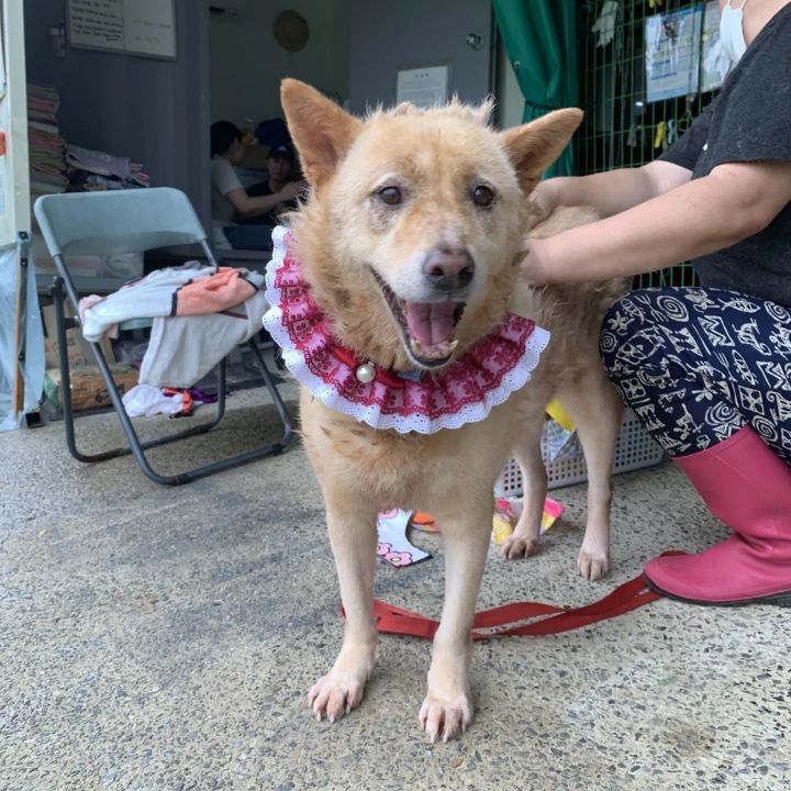 (유기견 임시보호/입양) 주인이 있었을 적 배웠던 '앉아' 도 기억하는 똑똑한 아이 도연이 | 인스티즈