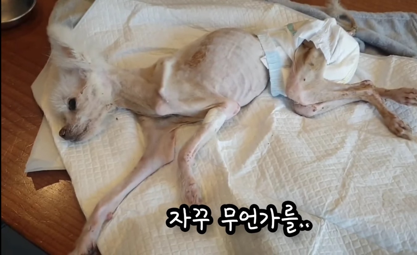 고독사한 주인품에서 발견된 강아지 | 인스티즈