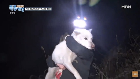 당신이 버린 강아지는 어떻게 되었을까 | 인스티즈