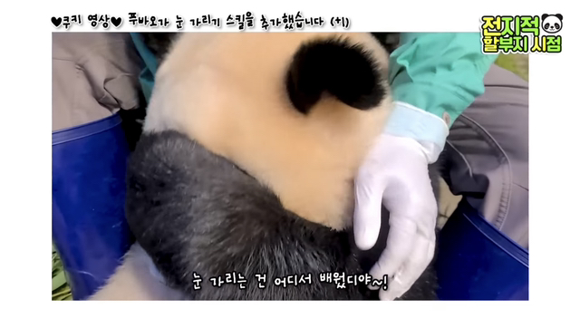 푸바오가 눈 가리기 스킬을 추가했습니다(+1)🐼 | 인스티즈