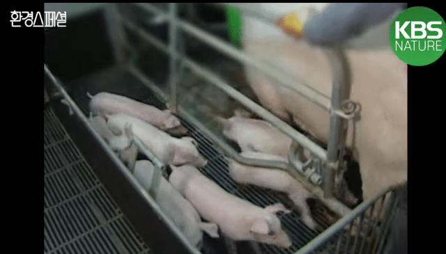 태어나자마자 바쁜 아기 돼지 (혐오주의) | 인스티즈