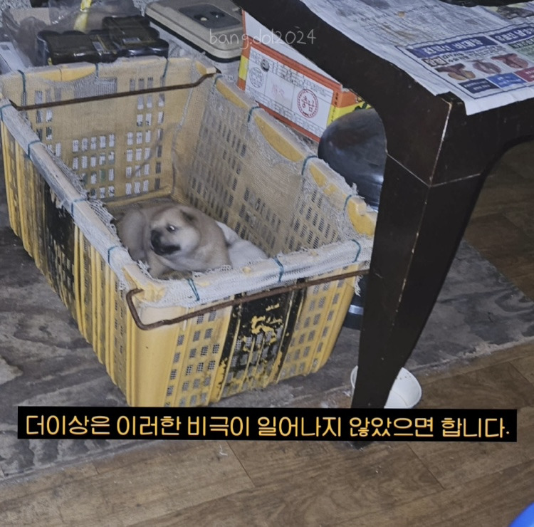 [입양홍보] 개장수에게 팔렸다 되찾아온 방치견 진순이·진돌이, 평생 가족을 찾아요! (부산/울산/전국) | 인스티즈