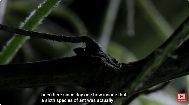 거대한 수조에 열대우림 환경을 조성해놓으면 생기는 일 - 3 | 인스티즈