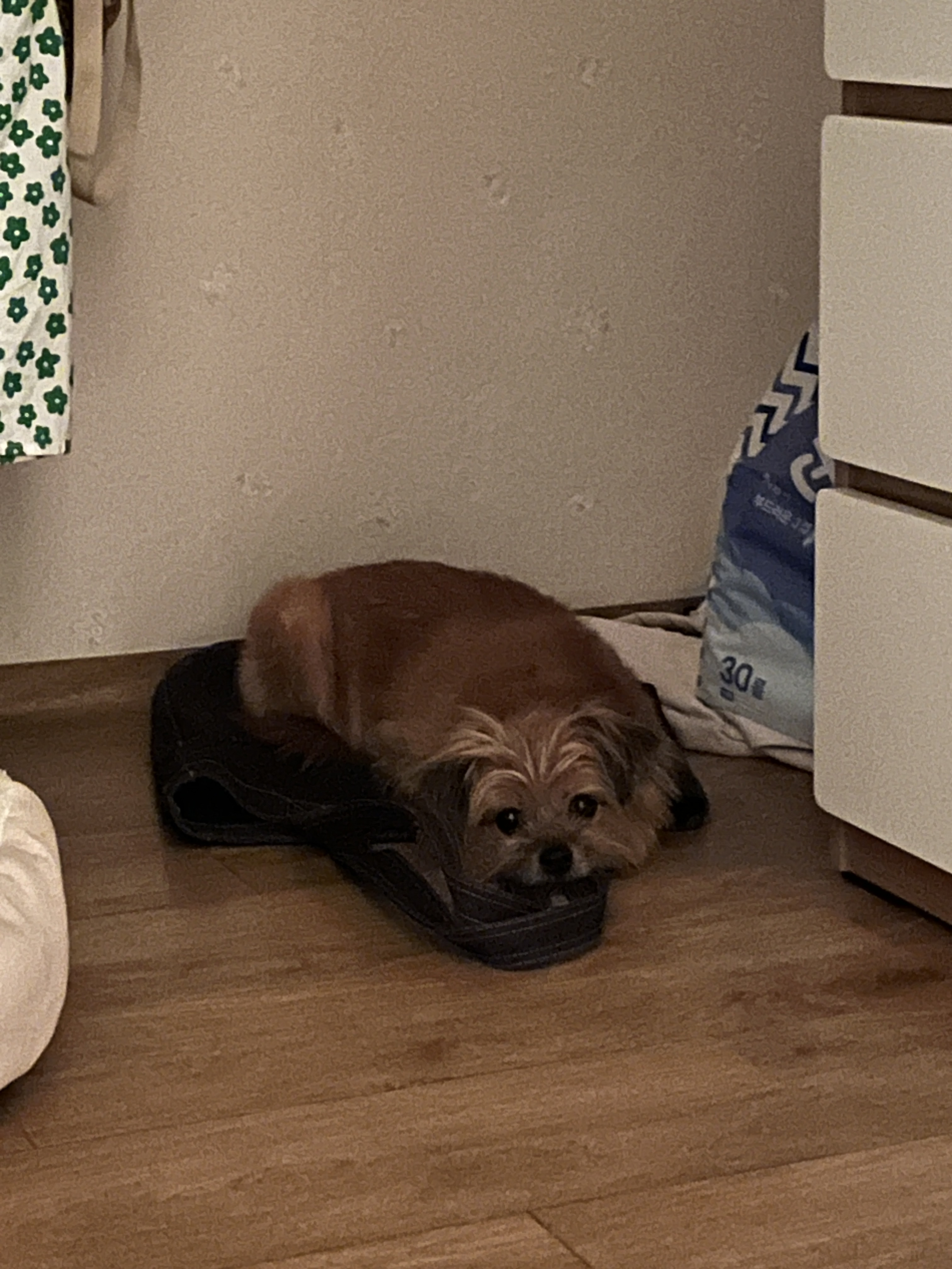 친구네 강쥐 하루 펫시터 한 후기 | 인스티즈