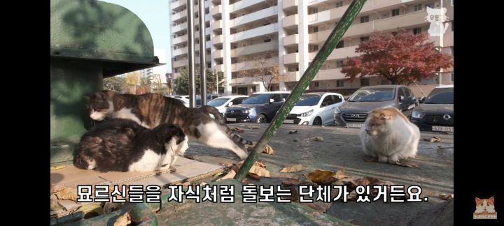 아깽이보다 100배는 만나기 어려운 묘르신들 | 인스티즈