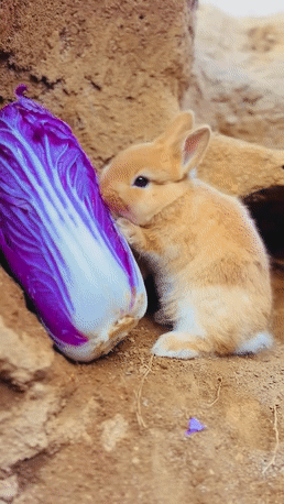 토끼 과일 먹방 | 인스티즈