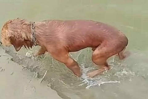 돌연 사라진 강아지 찾으러 돌아다니던 주인은 강물에 '둥둥' 떠있는 모습 보고 오열했는데… | 인스티즈