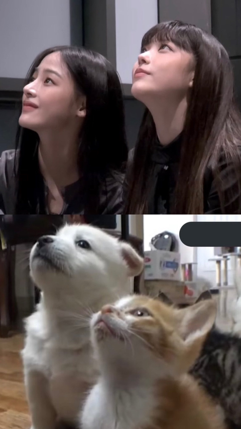 뉴진스 민지 해린 동물농장 출연.. jpg | 인스티즈