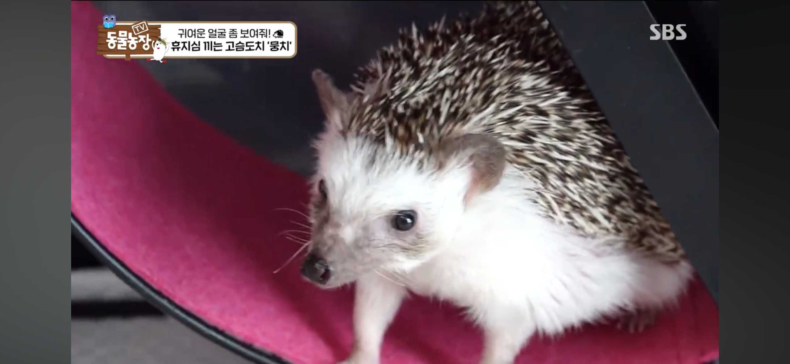 따봉고슴도치 휴지심 좋아도치 | 인스티즈