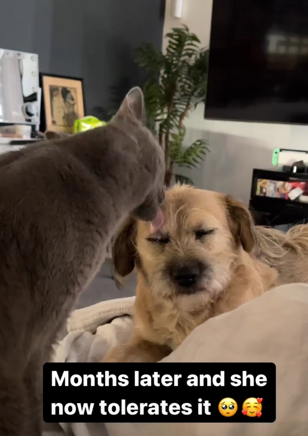 아콰피나가 키우는 한국 유기견 출신 행운이 | 인스티즈