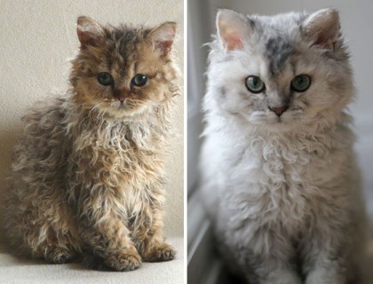 곱슬 고양이 | 인스티즈