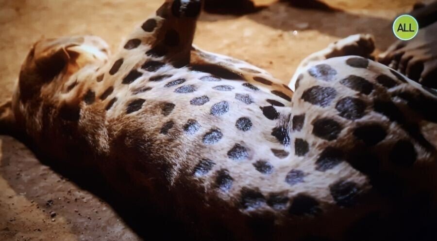 한 아프리카 부족의 댕댕이 지키는 방법.jpg | 인스티즈