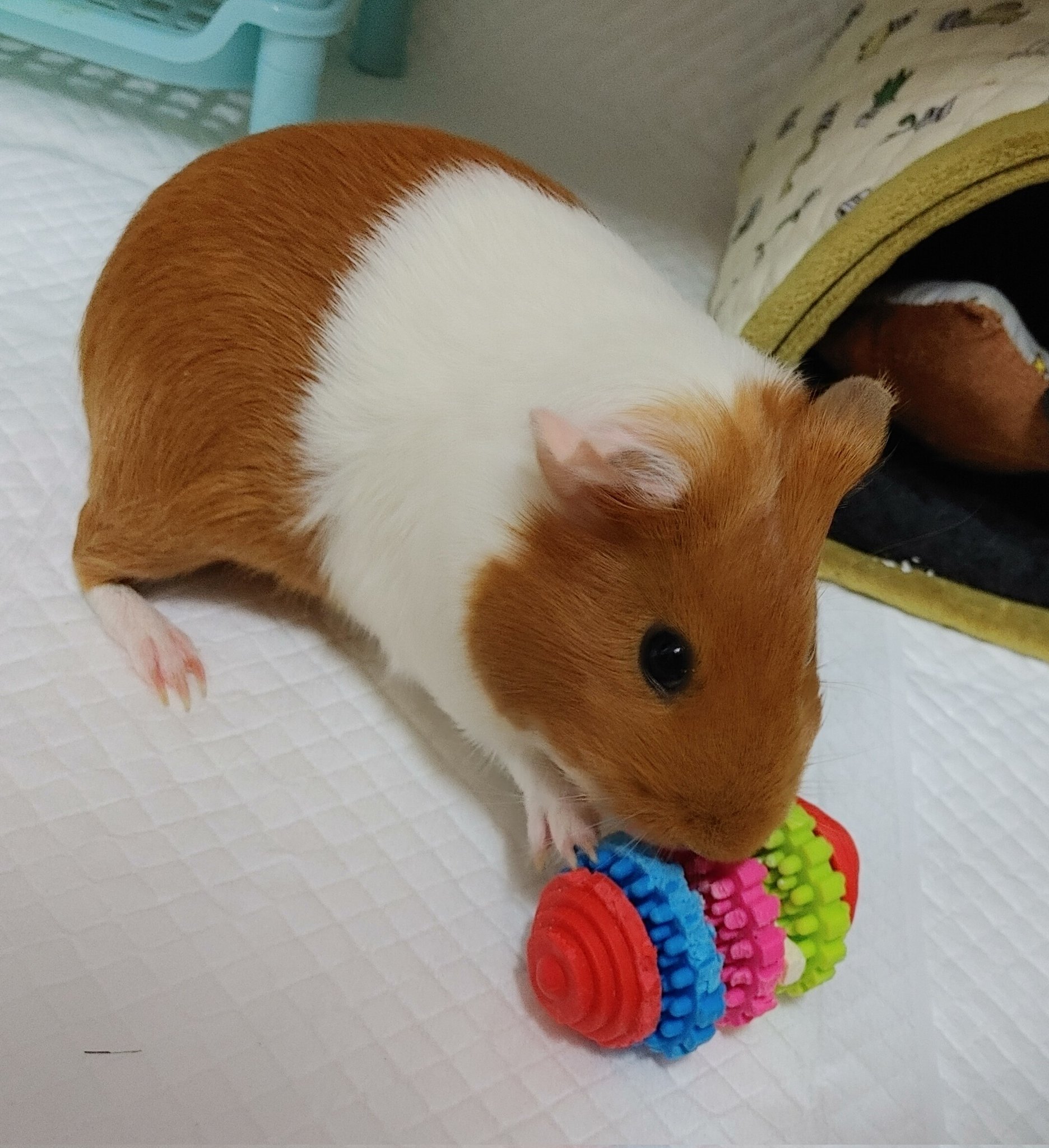 순수하게 동물을 좋아하지만 잘 모르는 사람들.twt | 인스티즈