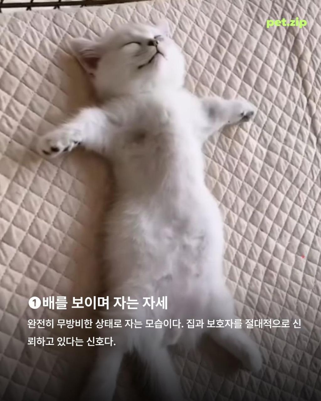 고양이 수면,위치 자세로 읽는 진짜 속마음 | 인스티즈