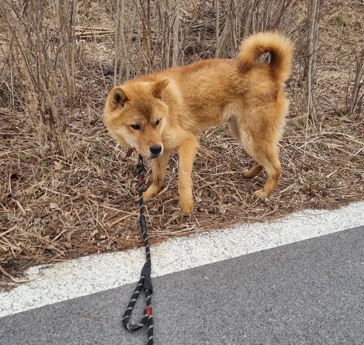 사람을 좋아하는 유기견 드론이는 내일 사람 손에 안락사 예정입니다ㅠㅠ | 인스티즈