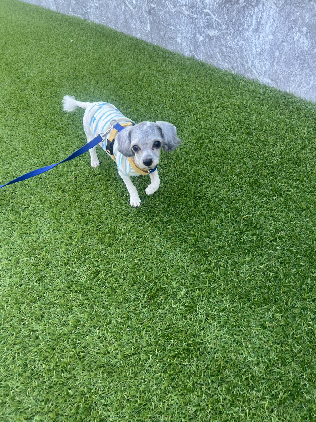 오늘 드디어 리드줄 차고 첫산책 완료!!!! | 인스티즈