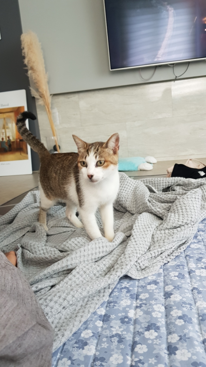 길냥이가 창문열고 들어오는거 목격했읍니다 | 인스티즈