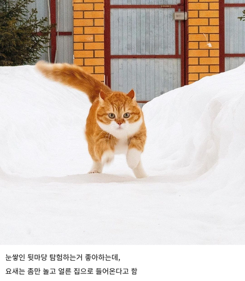 눈을 좋아하는 용맹한 고양이 진저.twt | 인스티즈